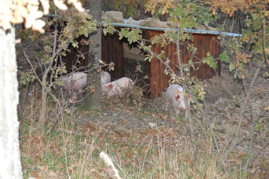 Colle Delle Meraviglie Fratticciola Selvatica Ngoại thất bức ảnh